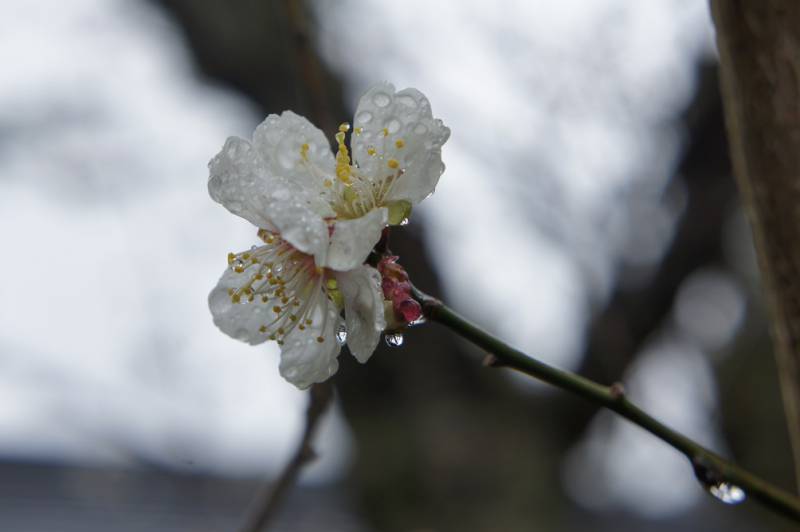 福地温泉～今年の桜開花予想～