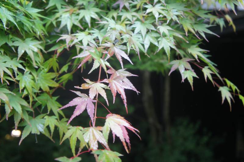 福地の紅葉が色づき始めました