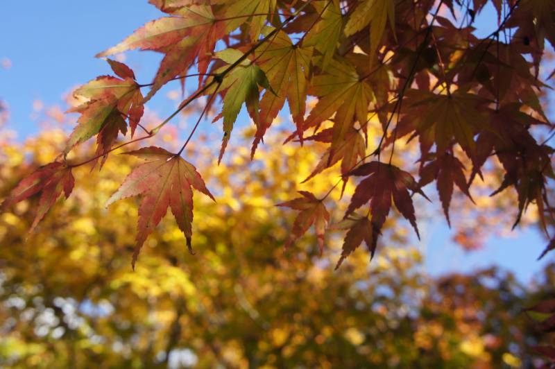 紅葉が最盛期です