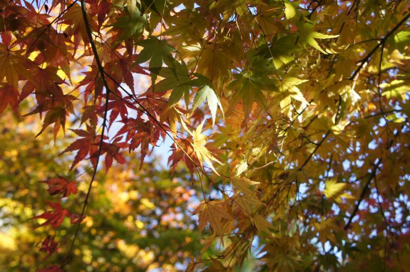 紅葉が最盛期です