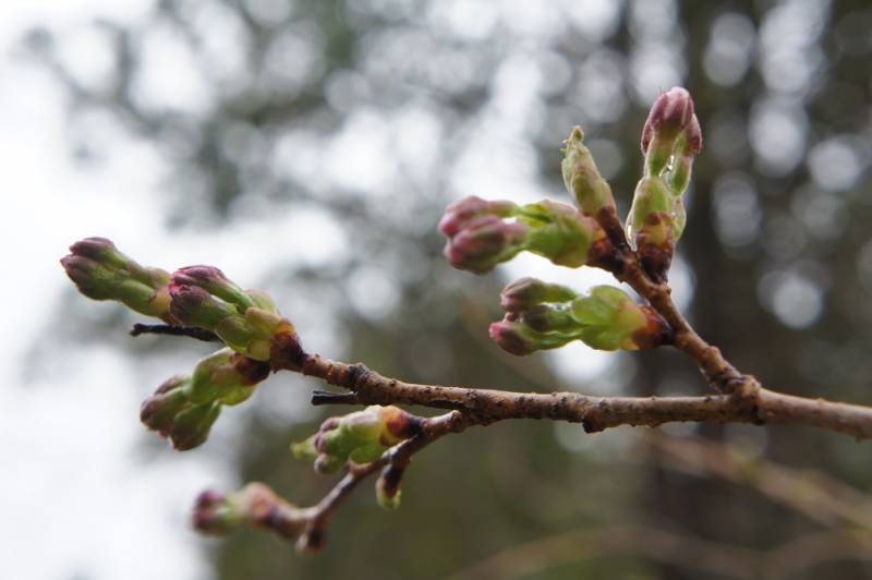 4月14日の桜のつぼみ